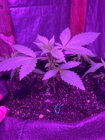 Gorilla Glue — grow_setup, day 2