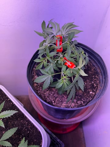 Gigawatt  — auto, day 65