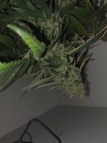 Pineapple Chunk/Runtz