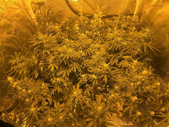 3rd Auto Grow — flower, day 65