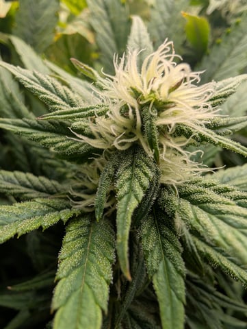 First Legal Grow — flower, day 110