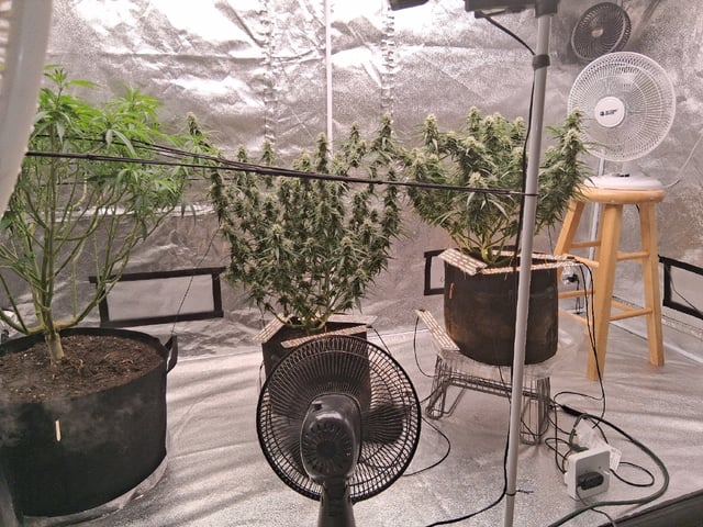 Seedman mix auto & seedman mix auto & GodFather OG — flower, day 85