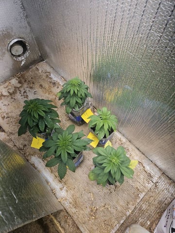 pineapple express  — vegetative, day 10