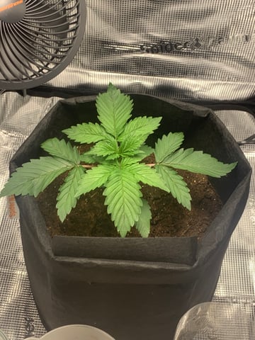 Blackberry Moonrocks (First Grow) — grow_setup, day 1