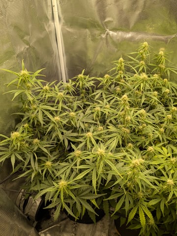 first grow — flower, day 42