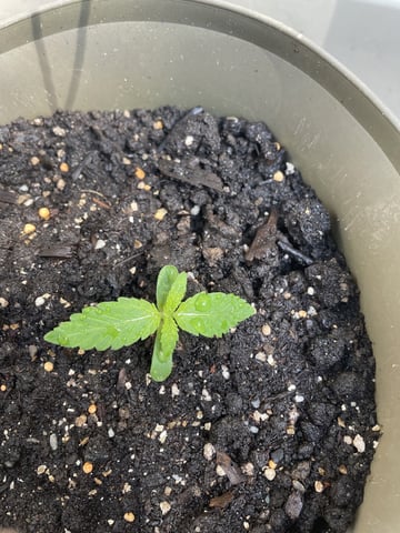 Acapulco Gold — seedling_rooting, day 1