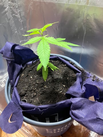 My Devine Conscious  — vegetative, day 42