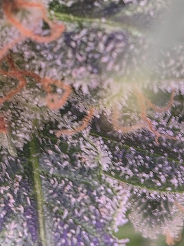 I'll get it right — flower, day 99