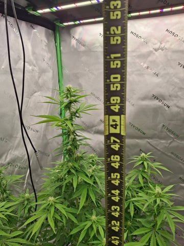 Do Si Dos -Cookies — flower, day 83