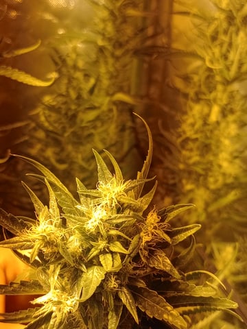 mr — flower, day 101