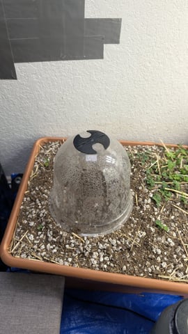 Quick Auto Summer Grow — seedling_rooting, day 1
