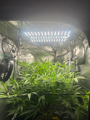 2nd Run — flower, day 97