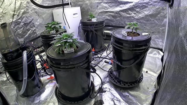 1st Ever Grow (Fat Bastard)(RDWC)  — vegetative, day 39