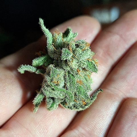 Experimental DIY Run — harvest, day 47