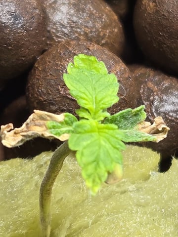 STELLA — seedling_rooting, day 26