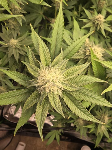 MAIN ROOM — flower, day 49