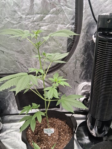 Gorilla Purple Auto — flower, day 57