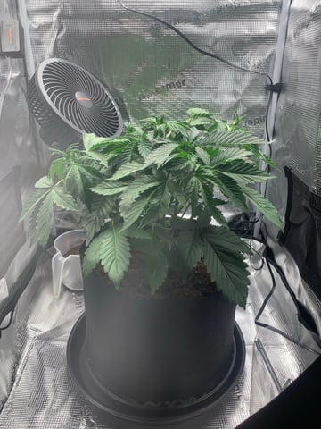 Blackberry Moonrocks (First Grow)