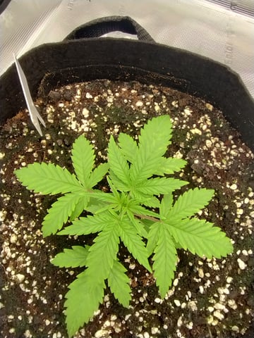 First grow — vegetative, day 20