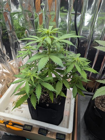 Zkittlez (Auto) — vegetative, day 46