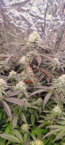 doe boi  — flower, day 1