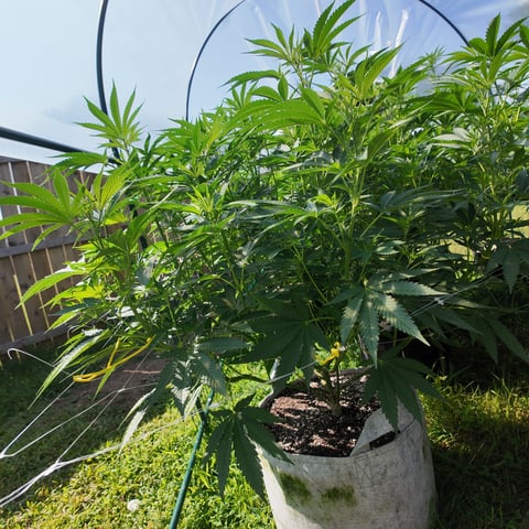 BlackBerry Moonrocks  — auto, day 5