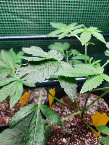 Blackberry kush — seedling_rooting, day 36