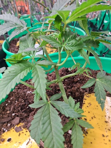 Lets start from the beginning — seedling_rooting, day 32