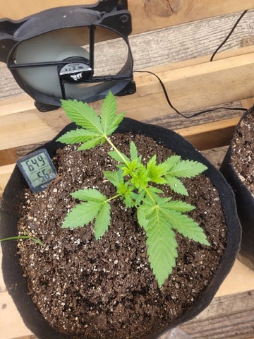 Clones And Hermie Seeds — vegetative, day 41