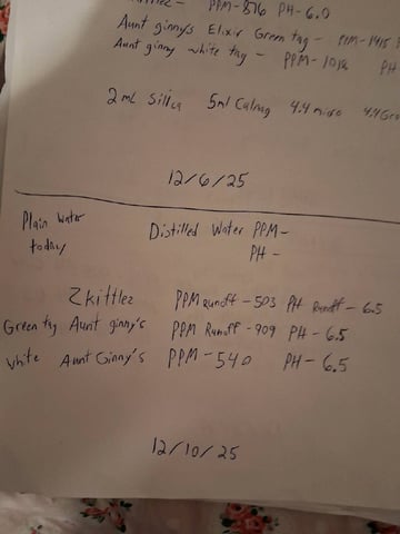 Lemon Cherry Cookies, Purple Haze and Strawberry Gorilla Grows — flower, day 87