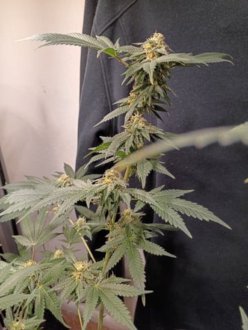 Poor Ivory — flower, day 148