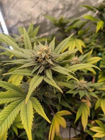 White Widow? — flower, day 53