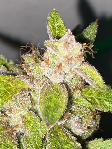 pineapple Express  — flower, day 42