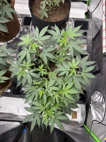 First Grow – Learning Every Day — vegetative, day 32