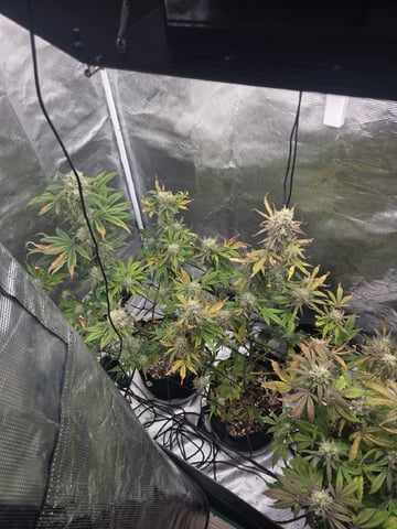 Autoflower NIGHT OWL — flower, day 21