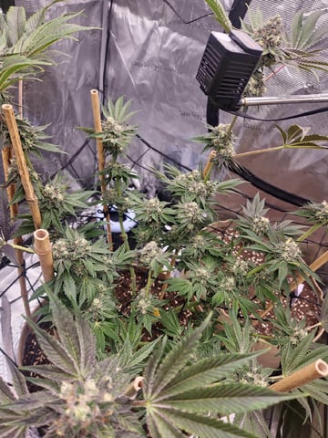 First time — flower, day 142