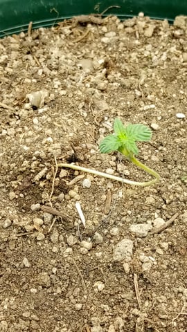 Jack hearer/Jack the ripper? — seedling_rooting, day 9