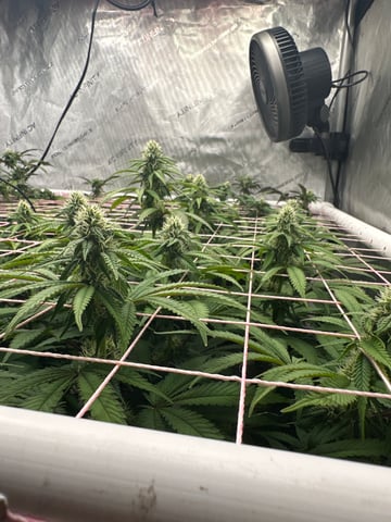 Grow#2 — flower, day 61