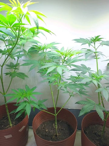 Indoor 🇲🇽 — flower, day 51