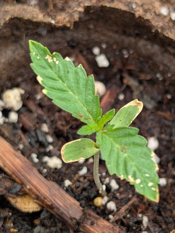 Galicane Fem — vegetative, day 14