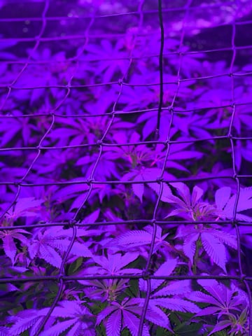 1st Ever Grow (GodFather OG) (Coco) — flower, day 95