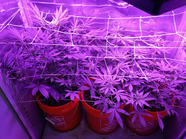 Bruce Banner — flower, day 56