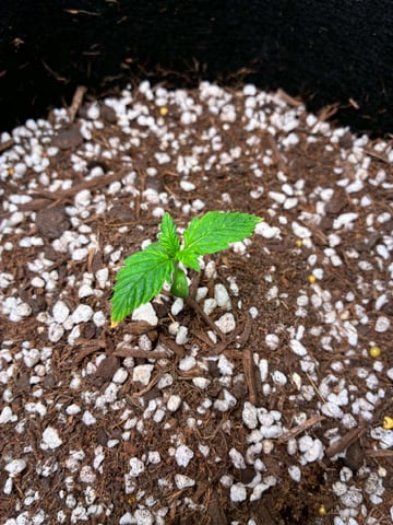Banana Purple Punch Auto — seedling_rooting, day 9