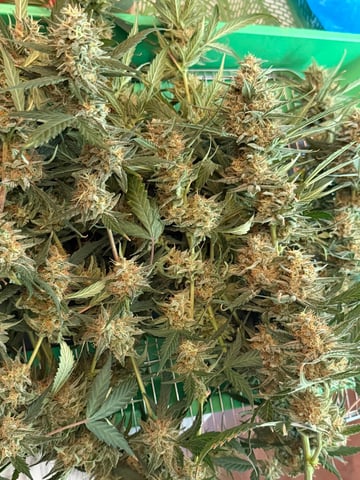 Indoor & Outdoor Grow 6 — harvest, day 72