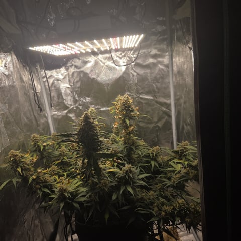 Purple Haze Auto — harvest, day 83