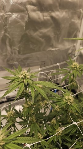 Jelousy Fast(Photo) & Ultra Voilet (Auto) — flower, day 41