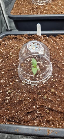 New Strains — vegetative, day 14