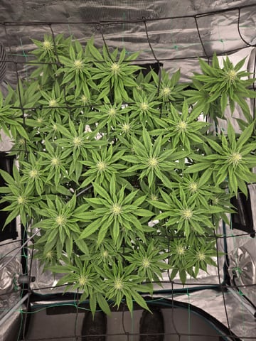  Insane OG — flower, day 106