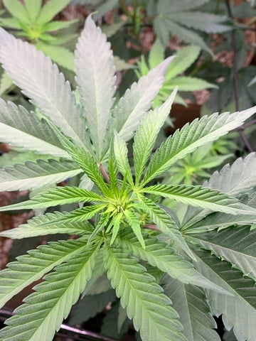 Papaya Frosting  — flower, day 71