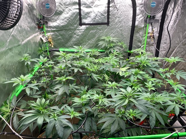 Papaya Frosting  — flower, day 65